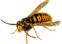 Wasp