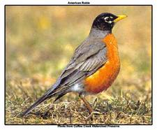 a robin hearalds spring